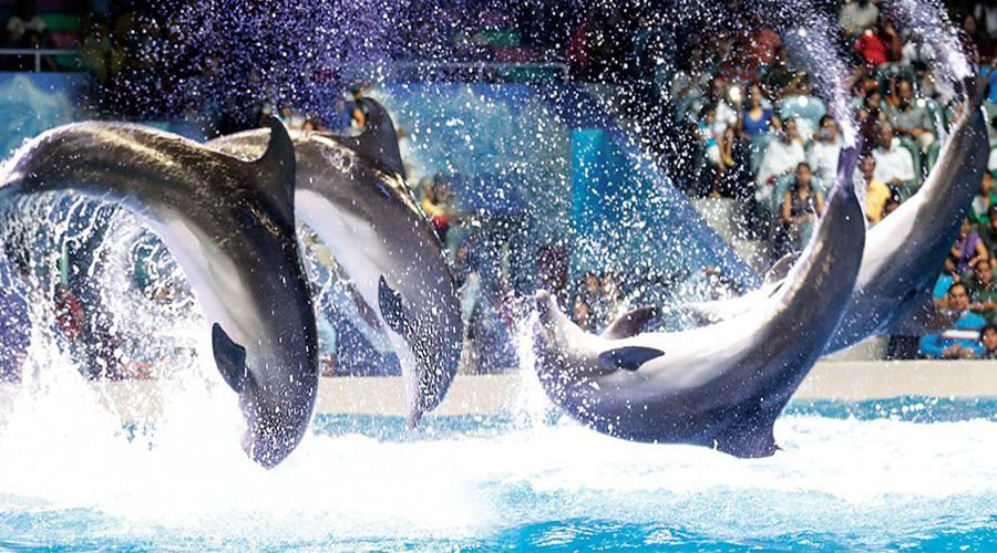 Dubai Dolphinarium